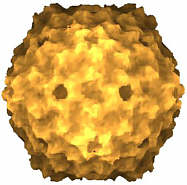 rice yellow mottle virus