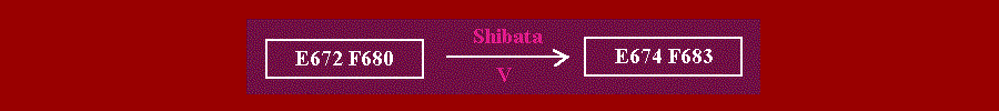 SHIBATA4.gif - 11.1 K