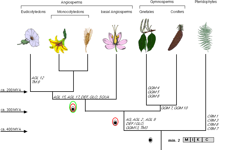 a picture of a phylogenetic trees showing
MADS-box genes with the plant families they appeared in first
