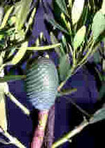 Agathis australis foliage and cone