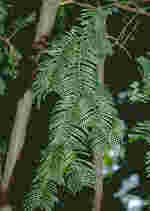 Cephalotaxus fortunei foliage