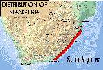 Stangeria range map