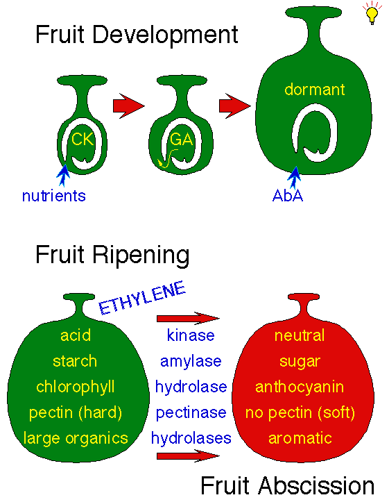 Fruit Ripeness Chart