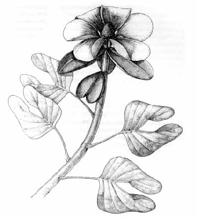 Archaeanthus