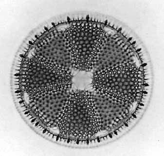 Concentric diatom