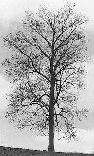 Hicory tree