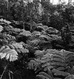 Hawaiian tree ferns