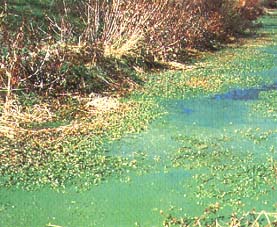 Overgrowth of algae due to fertilizer run-off