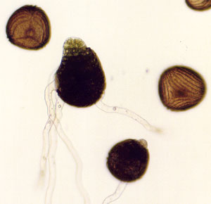 germinating C-Fern spores
