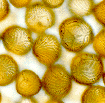  C-Fern spores