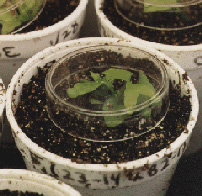 Young transplants sporophyte