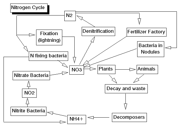 Nitrogen Cycle - Diagram