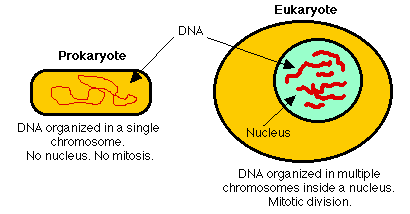 prokaryote and eukaryote organization