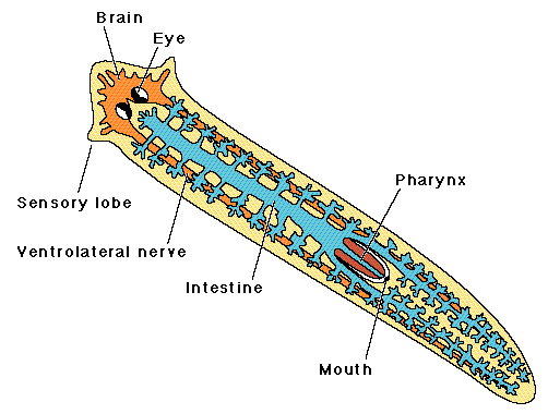 plan corporal tip platyhelminthes