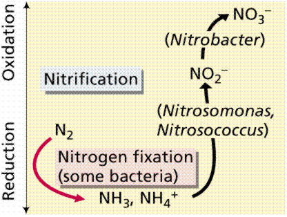 biological nitrogen fixation ppt