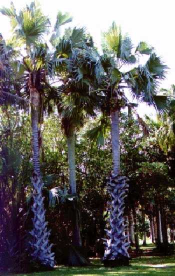 Borassus aethiopium