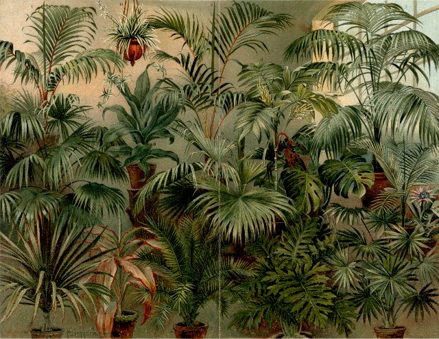German Palm Print