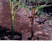 hyophorbe_indica_seedlings.gif (20879 bytes)