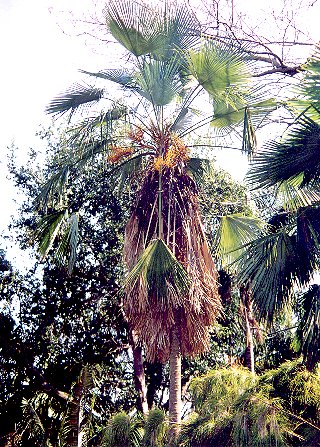 trachycarpus_martianus2.JPG (80675 bytes)