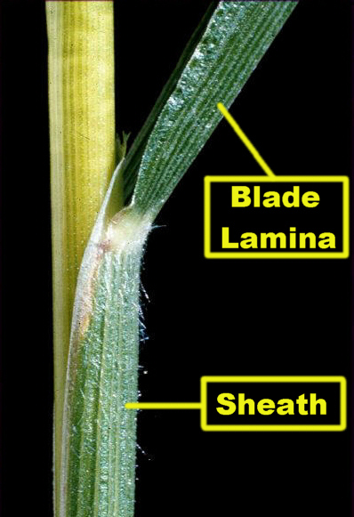 What type of venation do monocot leaves have?
