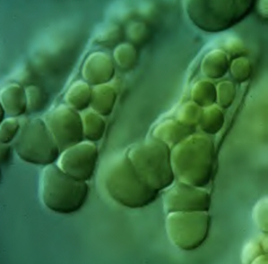 Image result for marine cyanobacterium