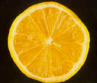 OrangeFruitCSMacro.jpg (41356 bytes)