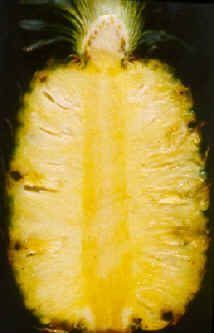 PineappleFruLSMacro.jpg (40815 bytes)