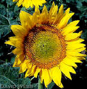 SunflowerFieldCrop.jpg (163548 bytes)