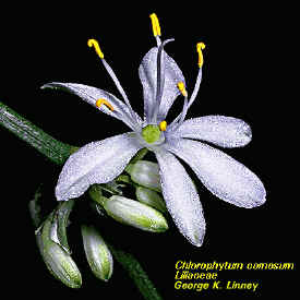 liliaceaeFlrChlorophytum.jpg (104816 bytes)
