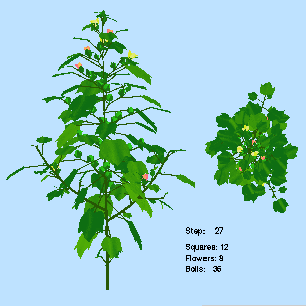Complete 'normal leaf' variety shoot system, top and side views. (37k)