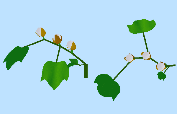 Side and top views of mature fruiting branch (11k)