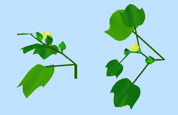 Side and top views of a developing sympodial branch (15.5k)
