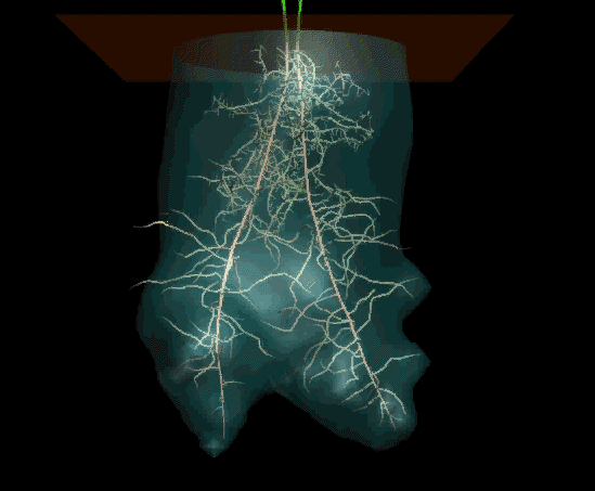 Root system with more divergence (41k)