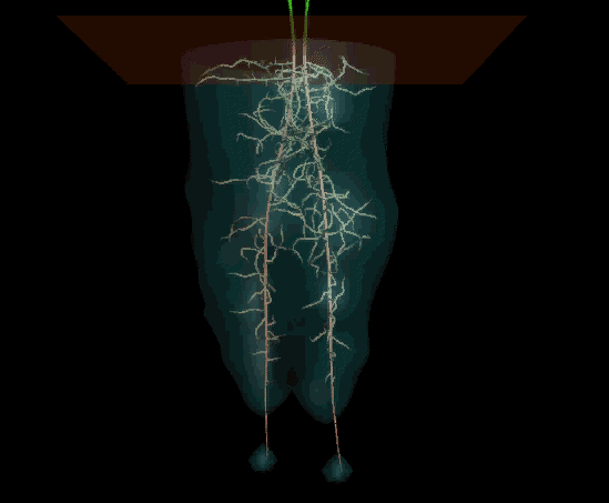 Root system with less divergence. (23k)