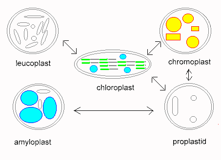function of protoplasm in plant cell
