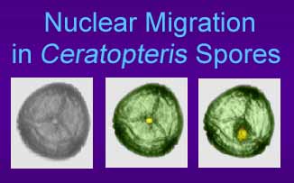 Nuclear migration in C-Fern spores