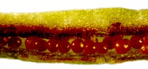 Fertile frond with sporangia