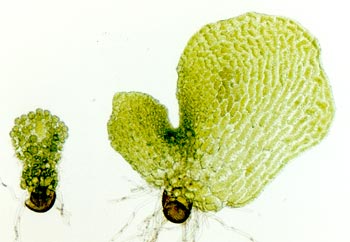 Hermaphroditic and male C-Fern gametophytes