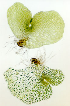 wild type and 'polka dot'  C-Fern gametophytes