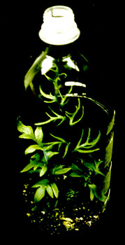 C-Fern sporophyte in a mini-terrarium