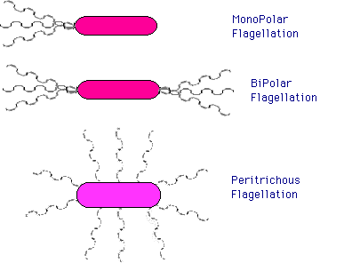 flagella types