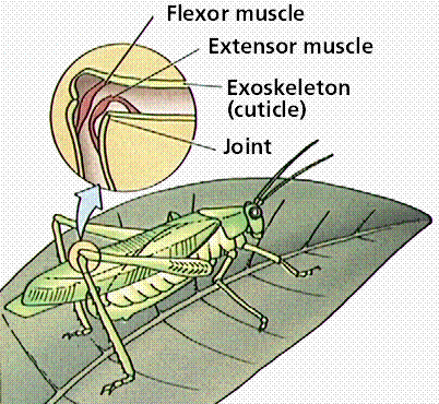Muscular and Skeletal Systems