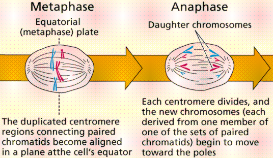 What is the difference between anaphase in mitosis and meiosis Cell Division Binary Fission And Mitosis
