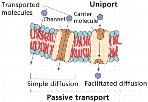 TRANSPORT IN AND OUT OF CELLS