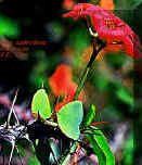 EuphorbiaSplendens.jpg (68777 bytes)