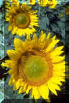 SunflowerField240.jpg (42393 bytes)