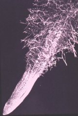 Root SEM with Root Hairs