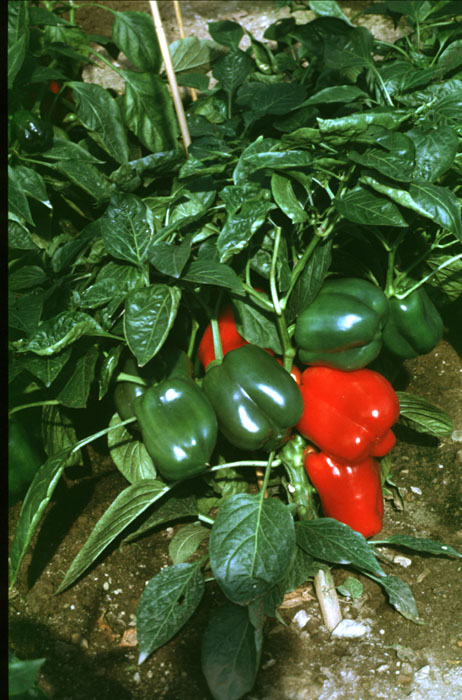 Gemüsepaprika (Capsicum annuum L.)