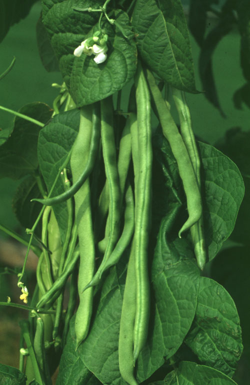 Common bean (Phaseolus vulgaris L.)