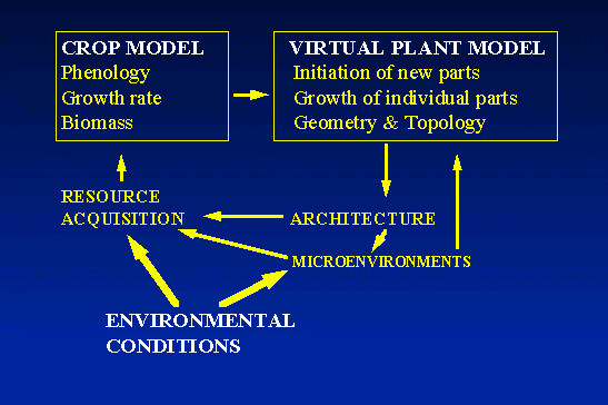 Complimentary relationship of crop and virtual plant models